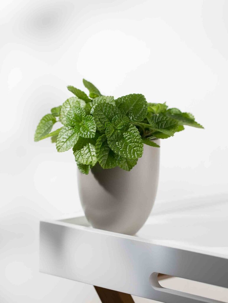 MENTA