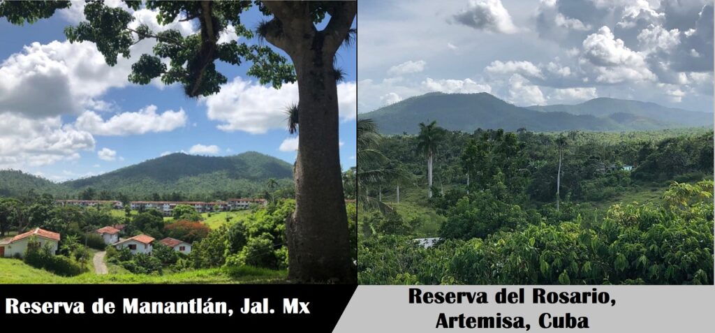 manantlan
