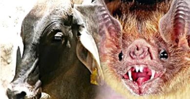 EN JALISCO SE REGISTRA EL SEGUNDO CASO DE RABIA EN HUMANOS DEL 2025 rabia