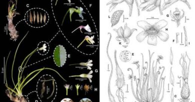 planta