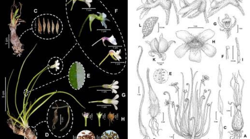 ENCUENTRAN EN OAXACA PLANTA CARNIVORA ATRAPA MOSCAS planta