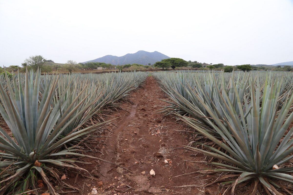 POLÍTICAS MANIPULADAS POR MAFIA TEQUILERA CONDENA LA PRODUCCIÓN AGAVERA agaves