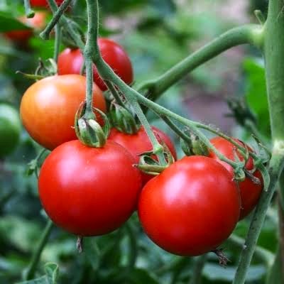 EL JITOMATE MEXICANO PRESO DEL GUSTO ESTADOUNIDENSE JITOMATE