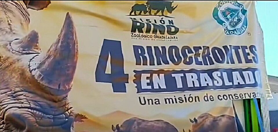rinocerontes